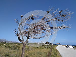 Wind Natur Kreta Insel Ferne