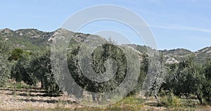 Wind in the olive`s tree near maussane les alpilles in the south East of France, real time