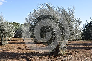 Wind. Olive tree are bent by wind.