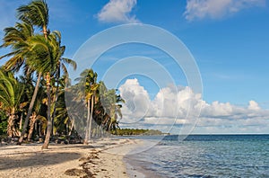 Wind and palm trees on the Catalonia Bavaro beach in the Dominican Republic photo