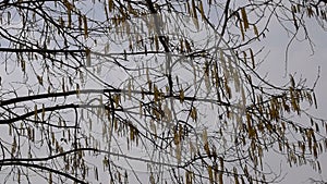 The wind pokes the branches of the hazel. The blossoming of hazelnuts. Branches against the sky.