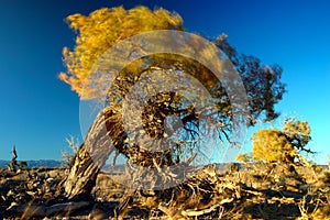 The wind in the poplar leaves