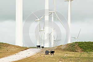Wind Power