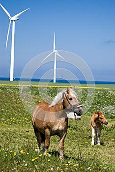 Wind power horses.