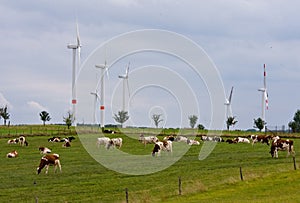 Wind power and organic grass fed cows