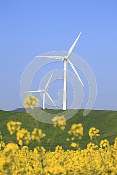 Wind power and Rapeseed