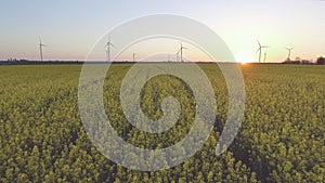 Wind-Powered Electrical Generators at Rapeseed Field. Aerial view