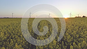 Wind-Powered Electrical Generators at Rapeseed Field. Aerial view