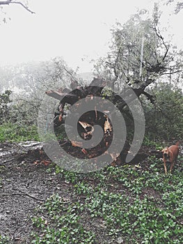 Wind, rain, storm, landslide, big tree falling