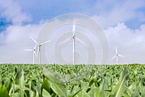 Wind, a renewable energy