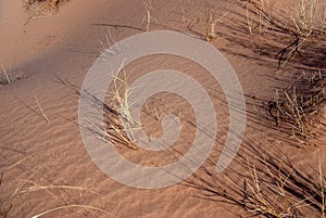 Wind Ripples and Dry Grass Shadows