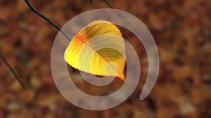 Wind Rips Last Yellow Leaf From Branch And Carries It Into The Sky