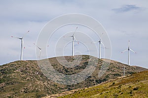 Wind rose electricity