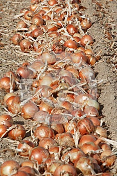 Wind rowed onions in a farm field.