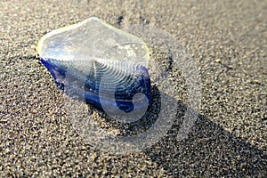 By-the-wind Sailor Jellyfish