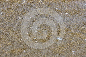 By-the-Wind Sailor medusas stuck in wet sand