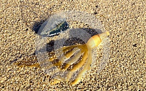 By-the-wind Sailor and sea weed on sand