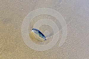 By-the-wind Sailor stuck in sand