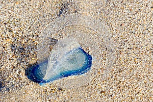 By-the-wind Sailor stuck in sand