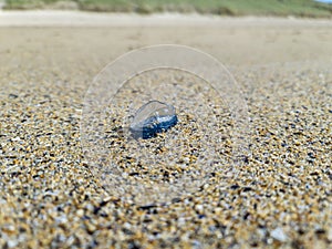 By the wind sailor, Velella Velella, washed up on Narin Beach, County Donegal - Republic of Ireland