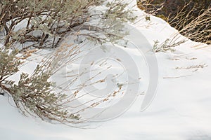 Wind sculpted snow and sagebrush