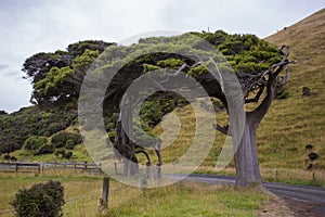 Wind sculpted trees