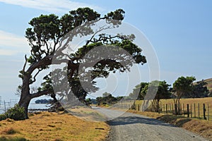 Wind-sculpted trees shading a gravel road. New Zealand