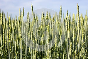 The wind shakes fresh ears of young green wheat on nature in sunny summer field.