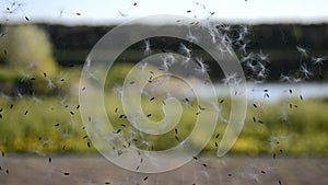 the wind shakes the spider\'s web on which dandelion seeds are stuck