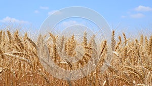 Wind shakes wheat ears of rye against the blue sky, the concept of patriotism and national pride of Ukraine, video