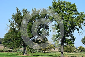 wind shaped trees in ThÃ¼rer Wiesen during late summer