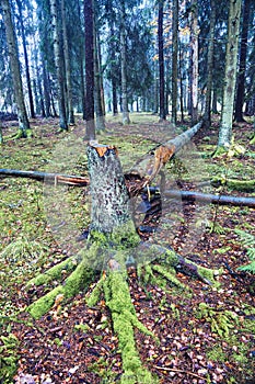 Wind snapped tree after a storm in a spruce forest