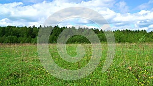 The wind stirs the grass in the field on a Sunny summer day