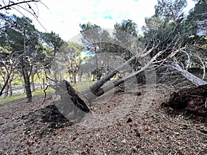 Wind Storm Damage