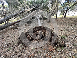 Wind Storm Damage