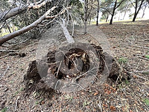 Wind Storm Damage