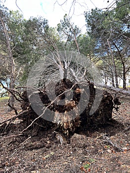 Wind Storm Damage