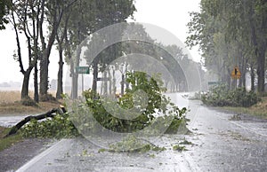 Wind Storm Damage