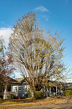 Wind Storm Fallen Treee Branches in Everett WA