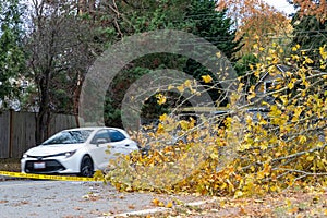 Wind Storm Fallen Treee Branches in Everett WA