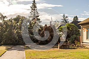 Wind Storm Fallen Treee in Everett WA neighborhood