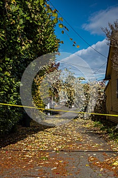 Wind Storm Fallen Treee iBranches and Power Lines in Everett WA neighborhood