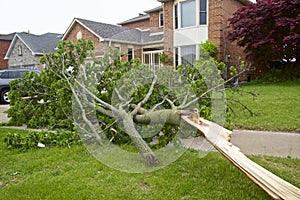 Wind storms and heavy rain cause toppling trees across parts of Ontario, Canada