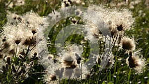 Wind in summer end plants