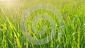 Wind sway meadow buttercups in a grass field. Yellow buttercup or ranunculus acris, flowers in meadow among green grass