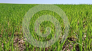 Wind swaying young wheat sprouts in field on sunny spring morning. Light green color scheme.