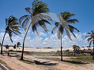 The wind sways the coconut trees on a deserted beach on the coast of Brazil, on a beautiful sunny day, blue sky and white clouds,