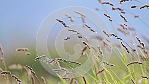 The wind sways the and grasses in the field