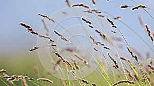 Wind sways the and grasses in the field on blue sky background