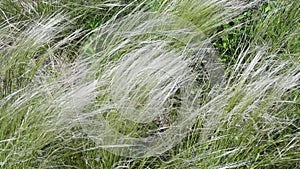 Wind sways pampas grass called Mexican Feather Grass